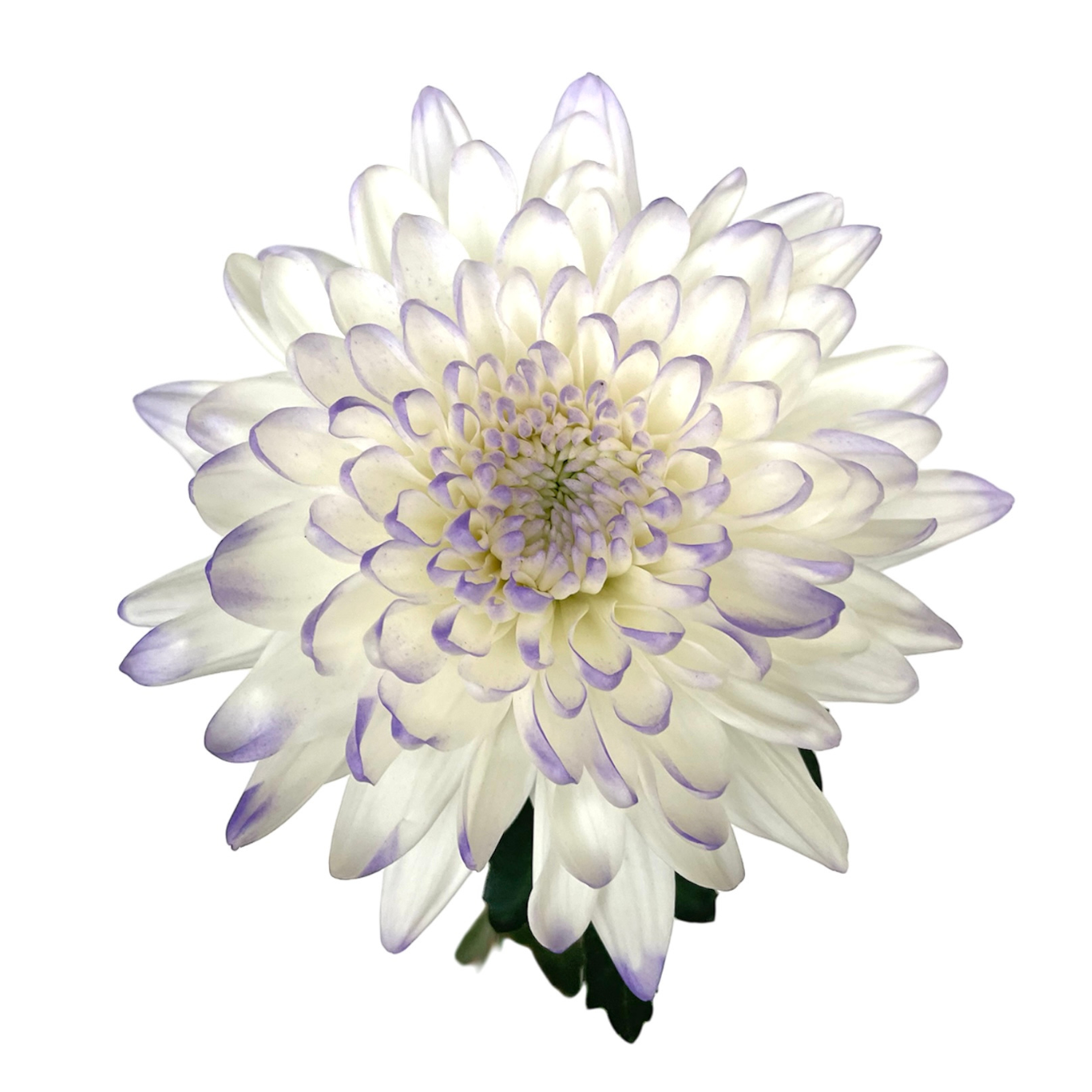 CREMON ENHANCED LIGHT LAVENDER.png