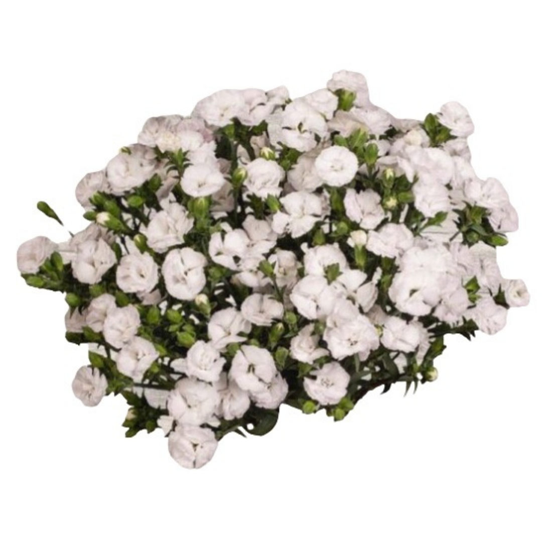 Lilliput Snow- Spray Carnation.png