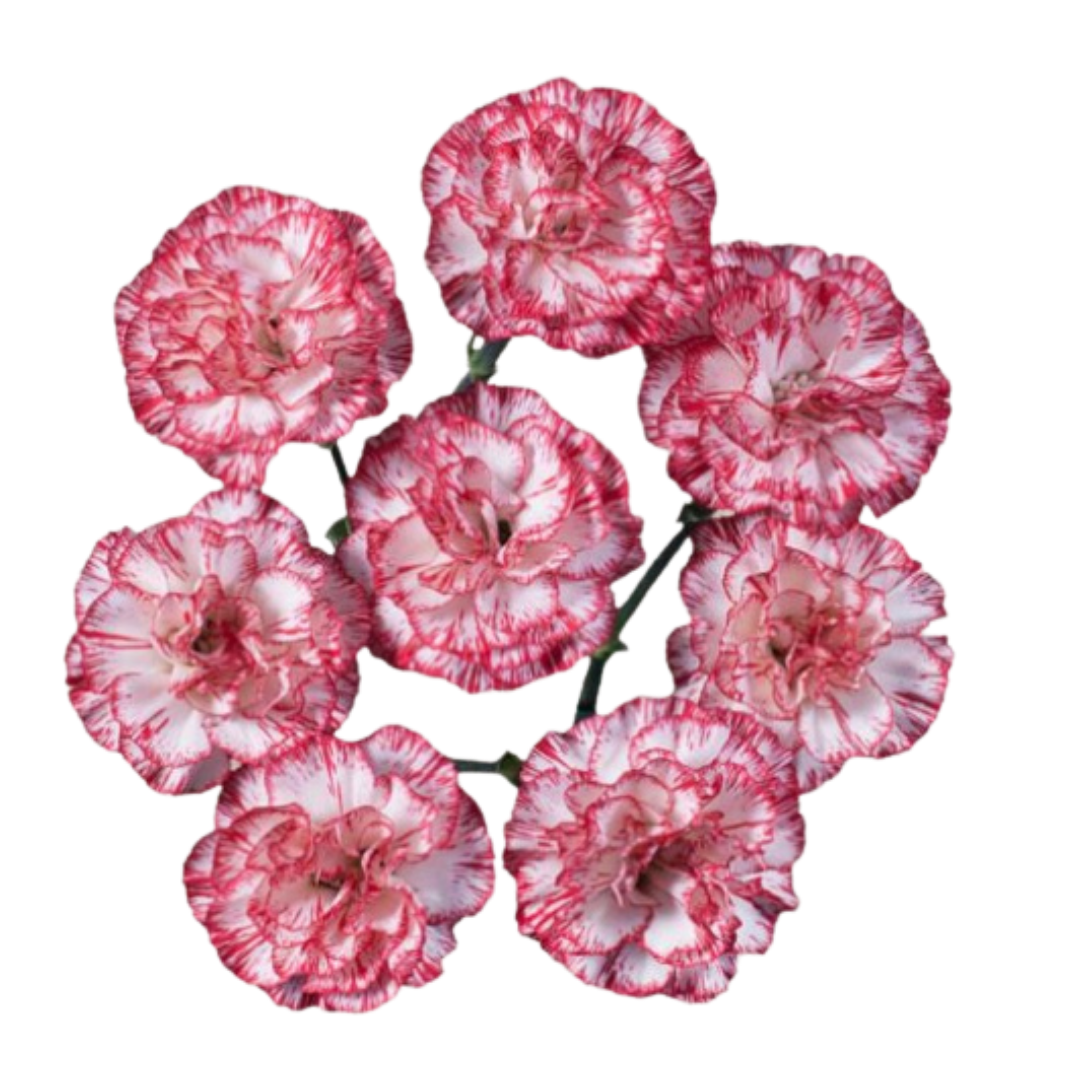 Payaso- Spray Carnation.png