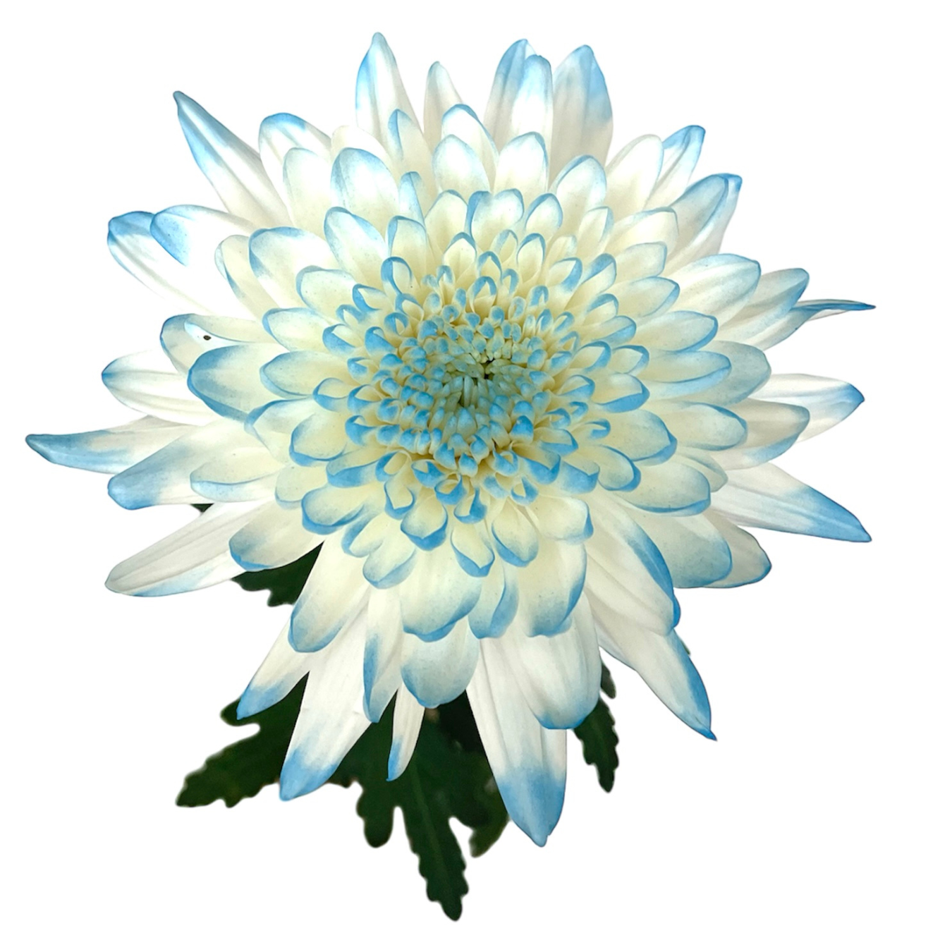 CREMON ENHANCED LIGHT BLUE.png
