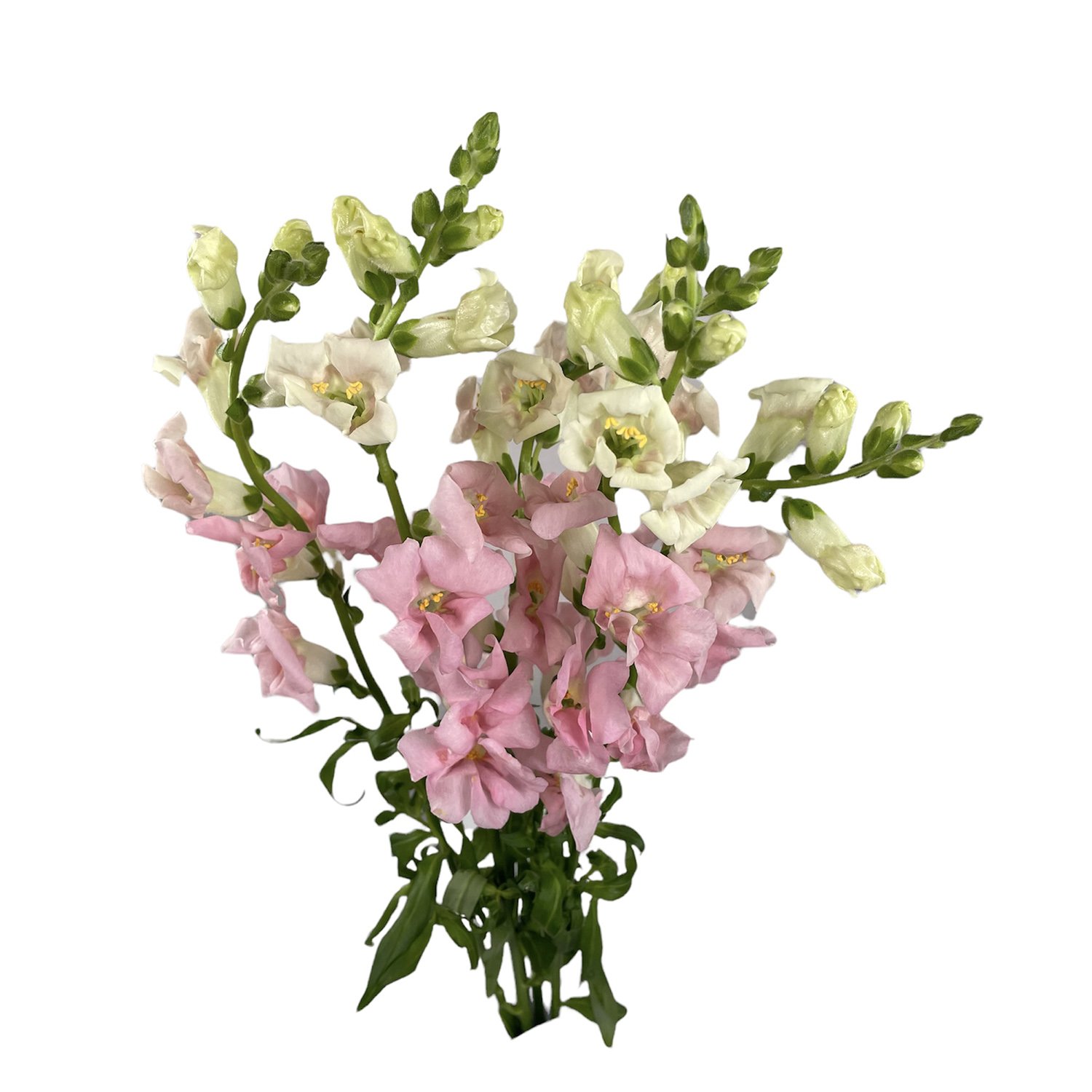SNAPDRAGON CHANTILLY PINK.jpg