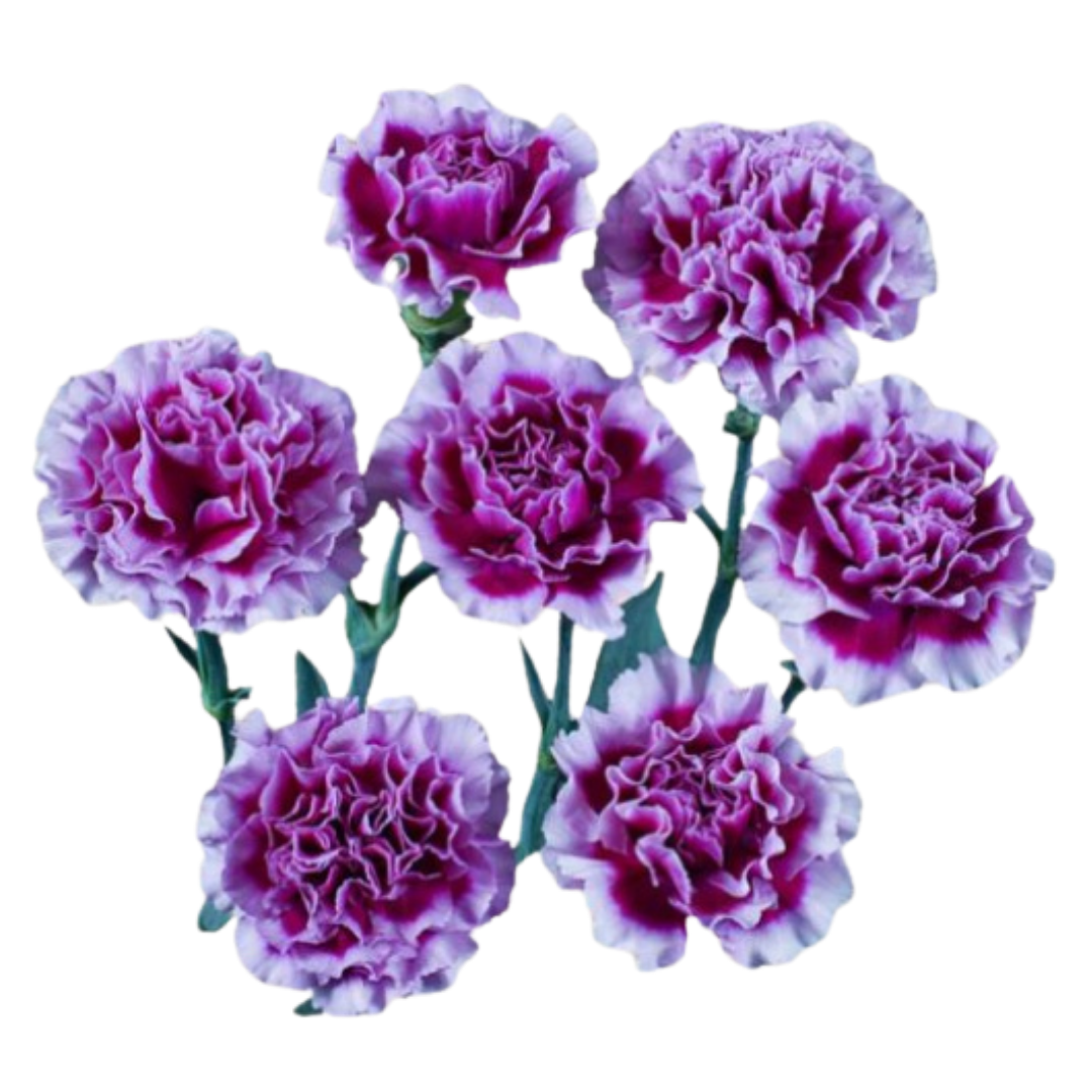 Ekeko- Spray Carnation.png