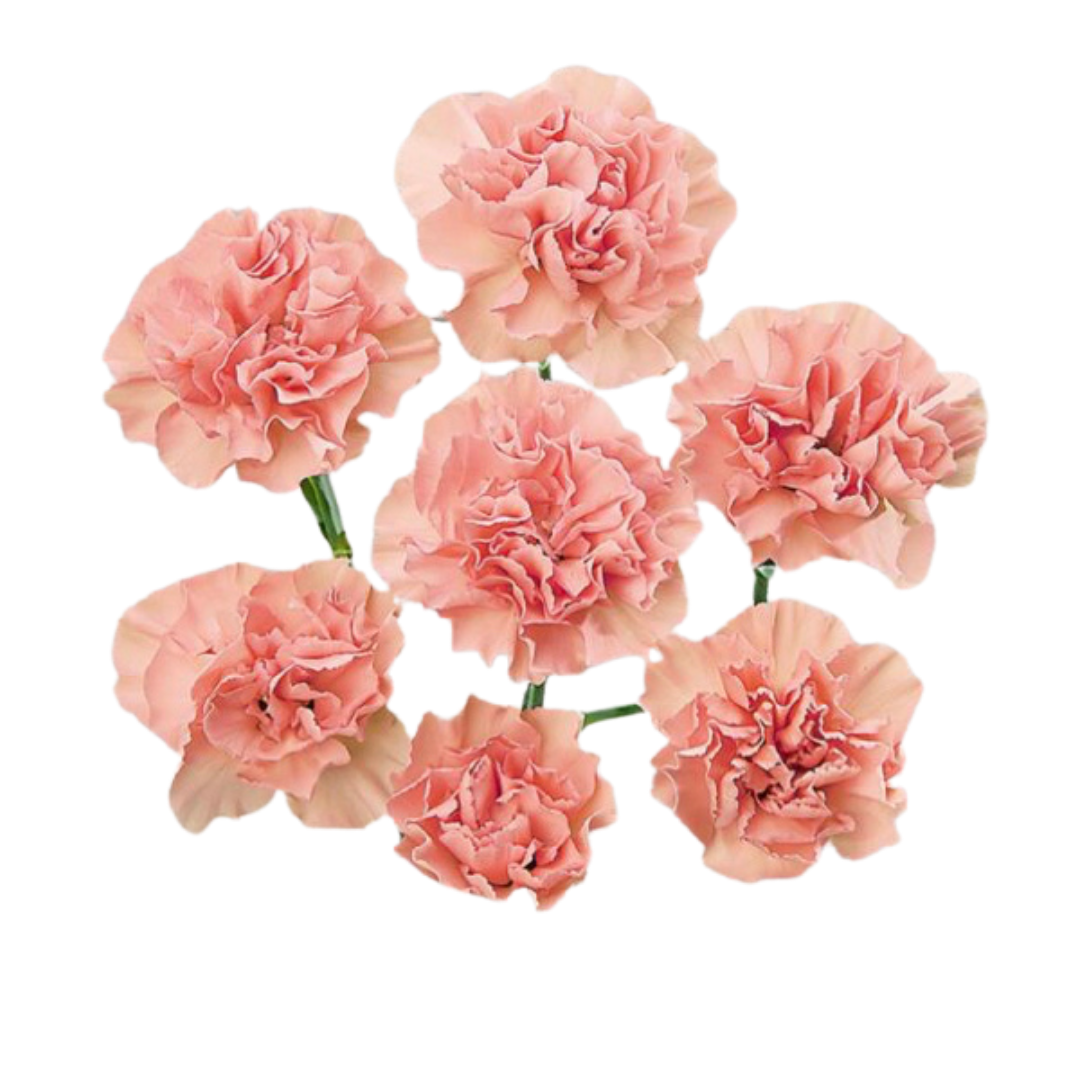 Abanico-Spray Carnation.png