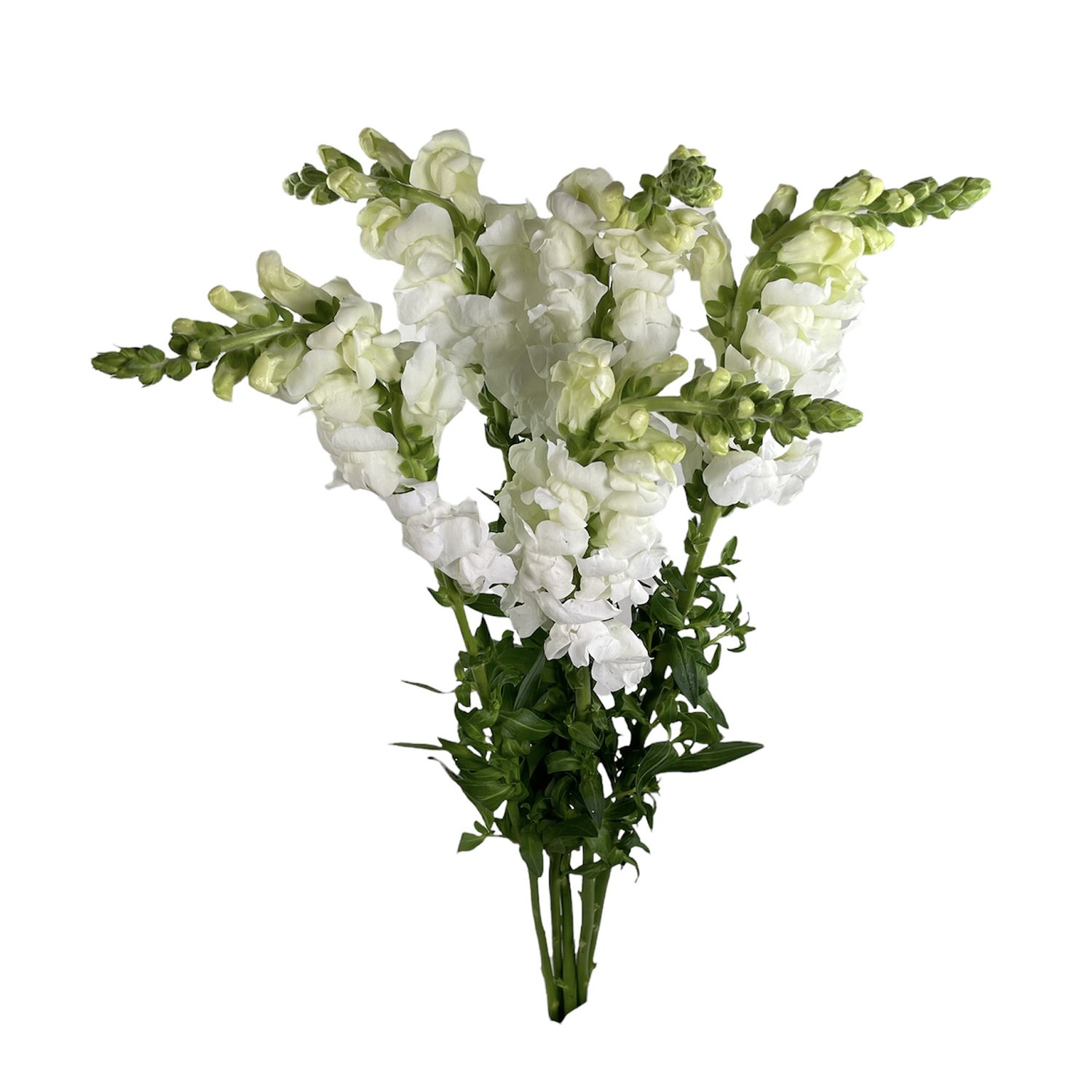 SNAPDRAGON WHITE.jpg