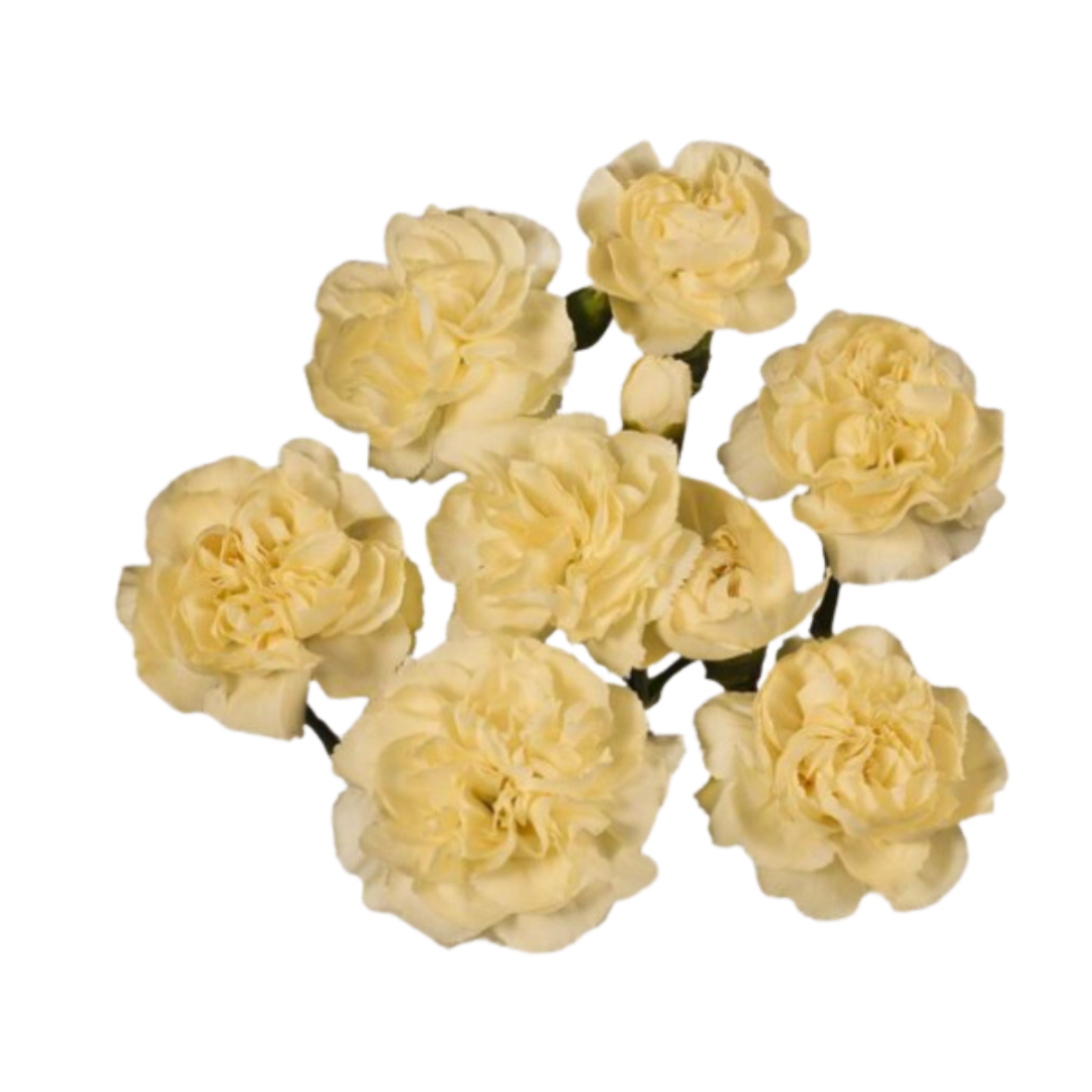 Tayrona- SPray Carnation.png