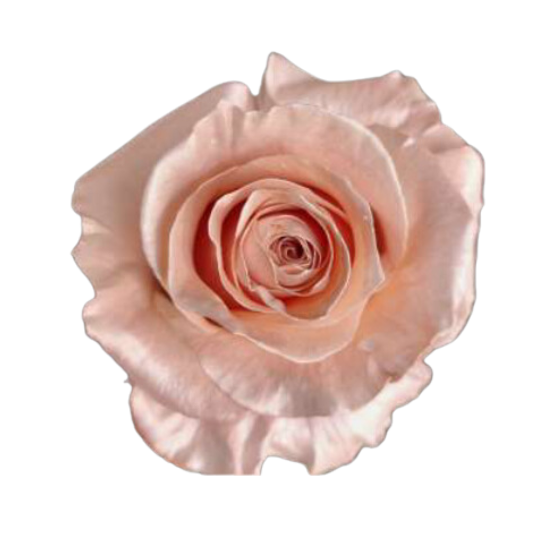 ROSE PEARL.png
