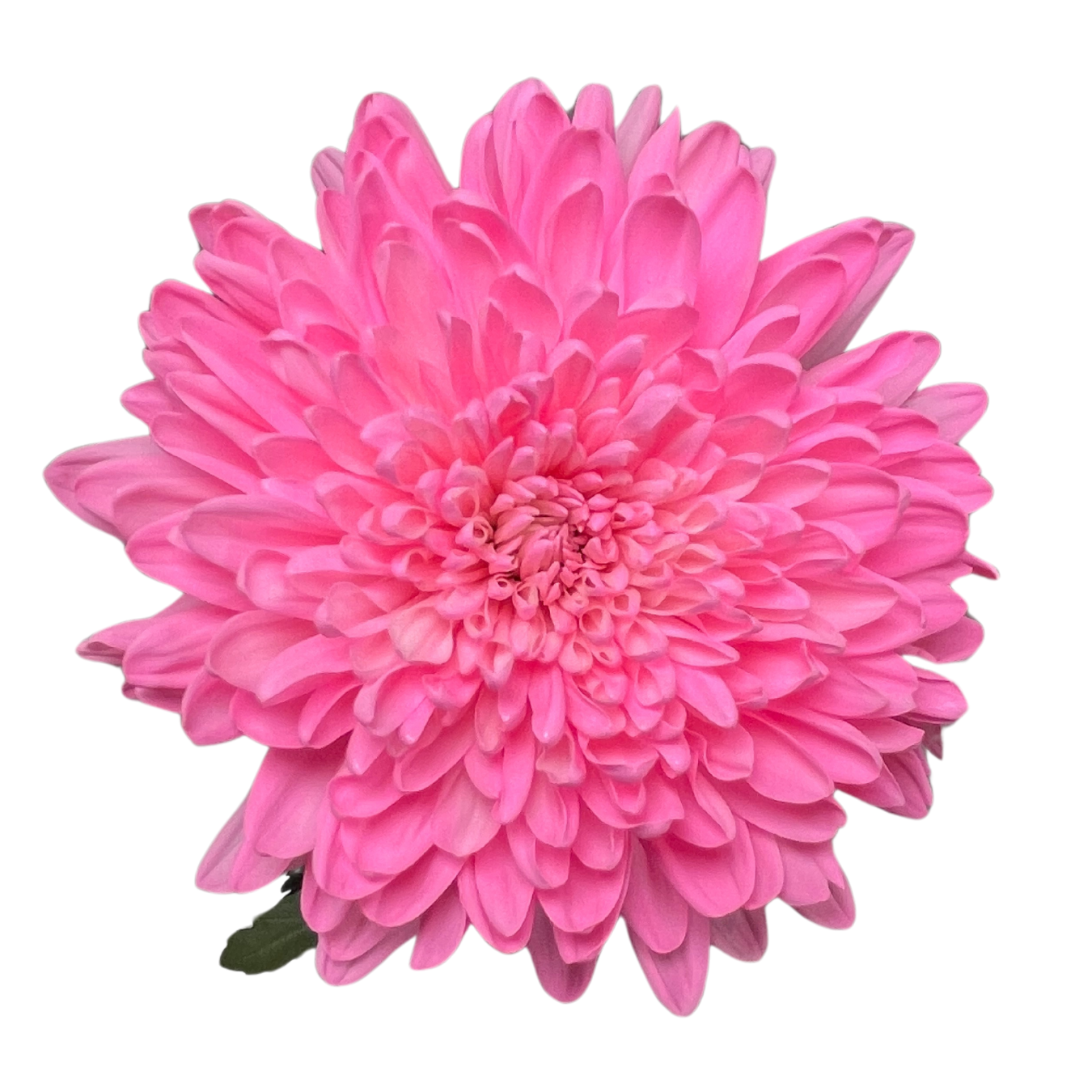 CREMON ENHANCED PINK.png