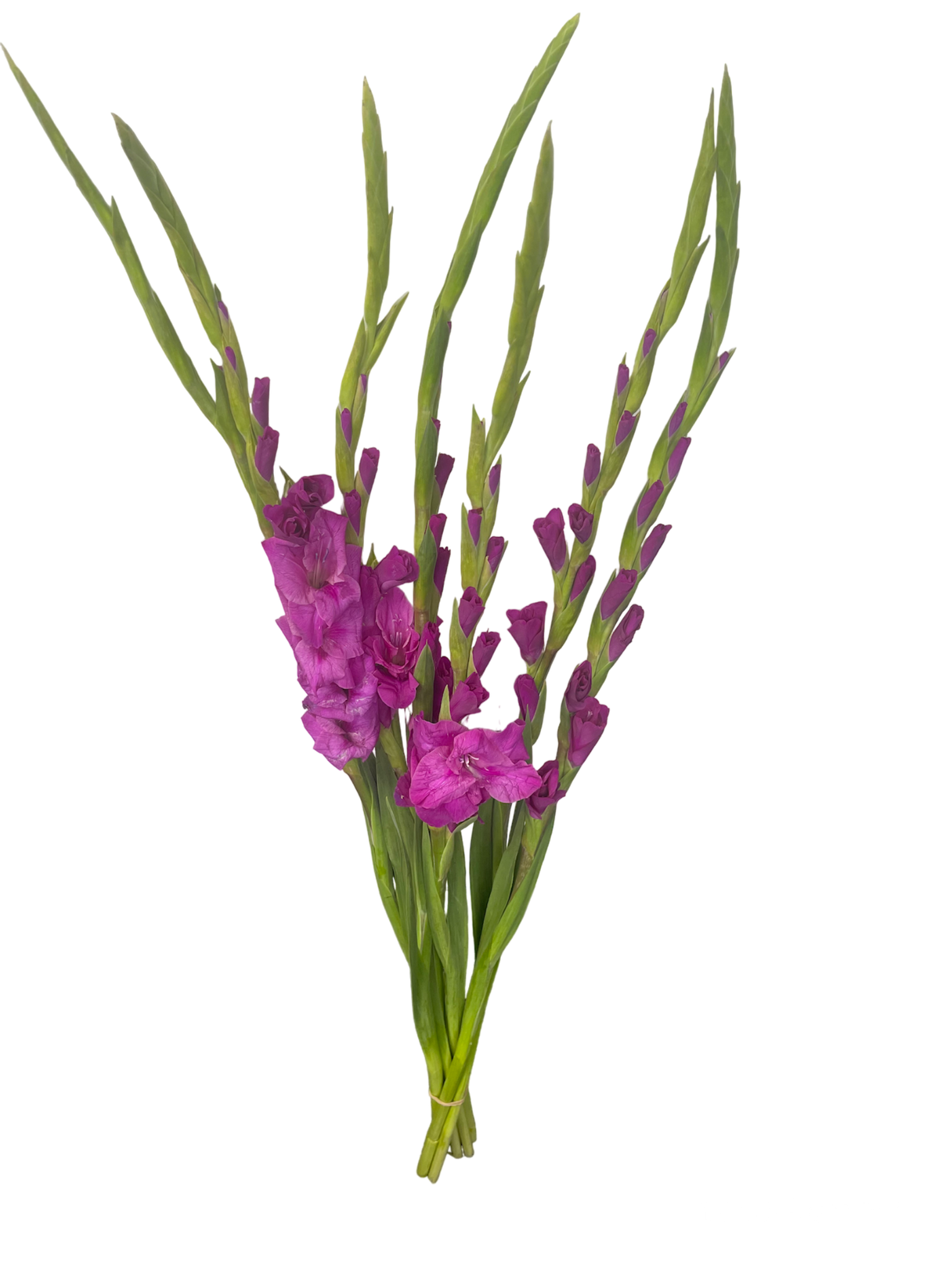 Gladiolus Magenta