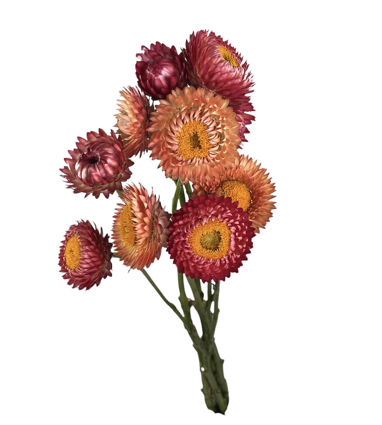 STRAWFLOWER CORAL.jpg