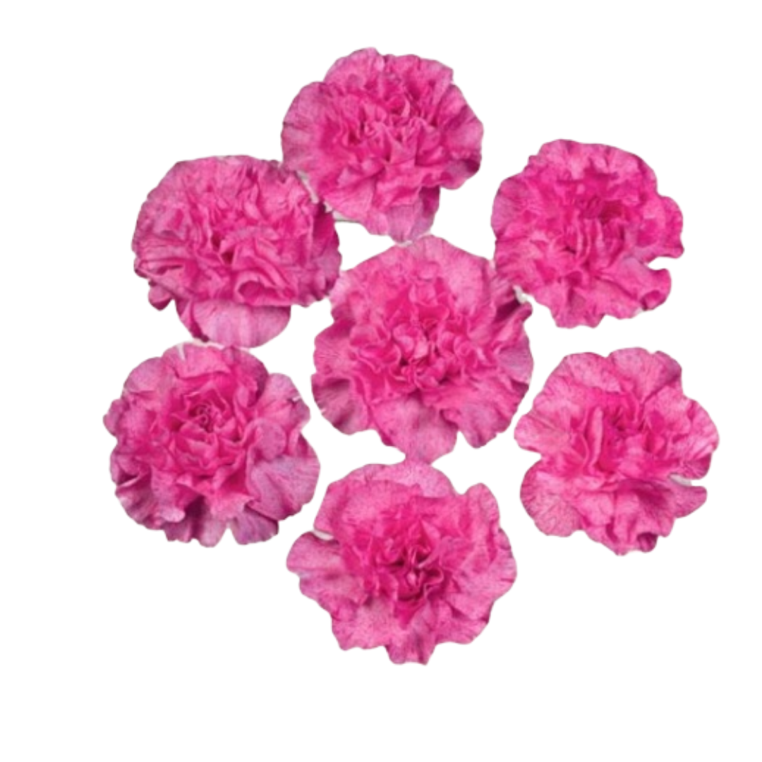 Roxanne Picotee- Spray Carnation.png
