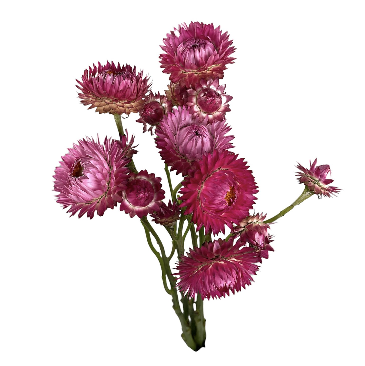 STRAWFLOWER HOT PINK.jpg