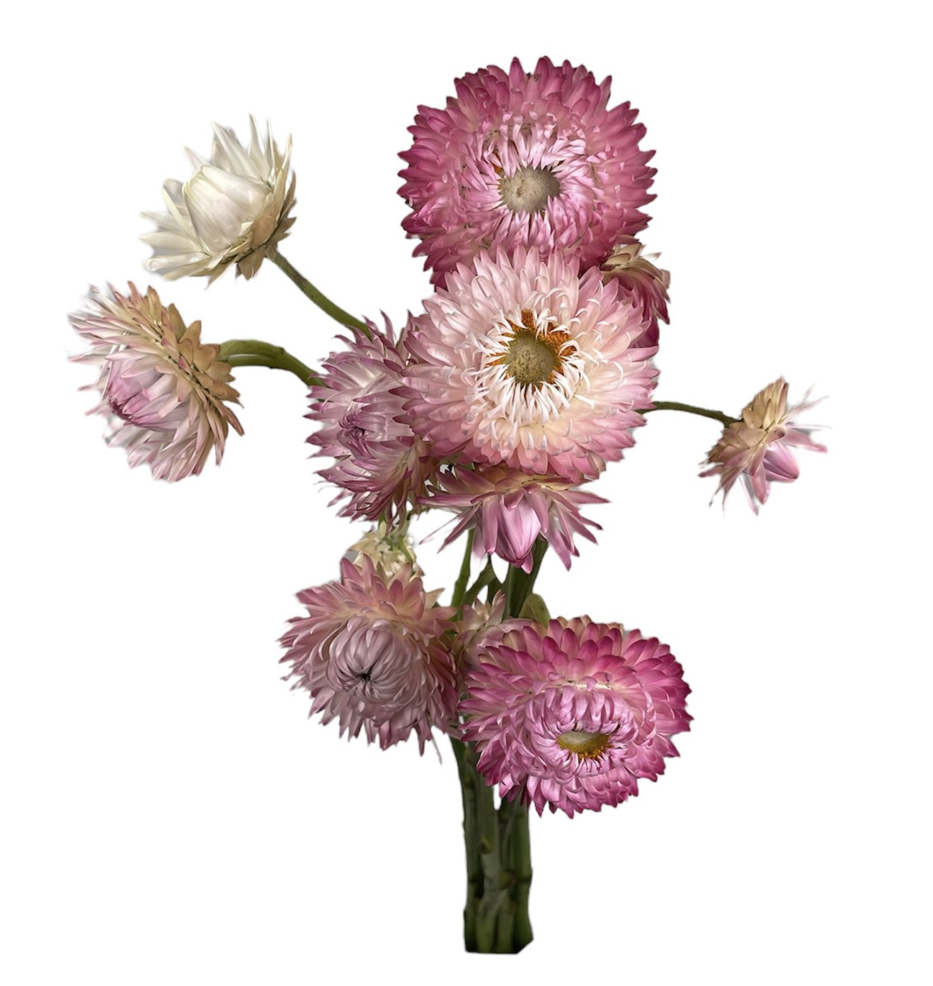 STRAWFLOWER PINK.jpg