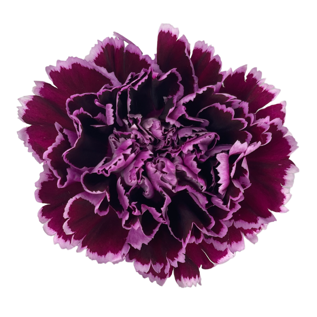 Nobbio Crochet.png