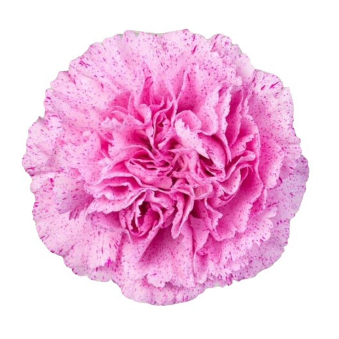 Pink Pixel.png
