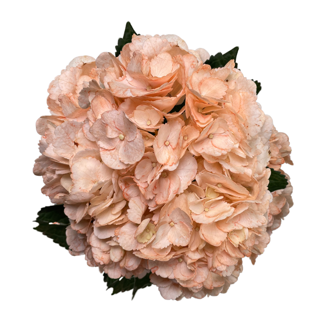 ENHANCED PEACH.png