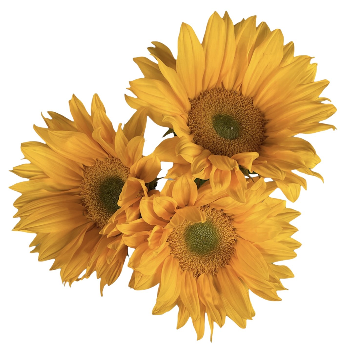 SUNFLOWER GREEN CENTER.png