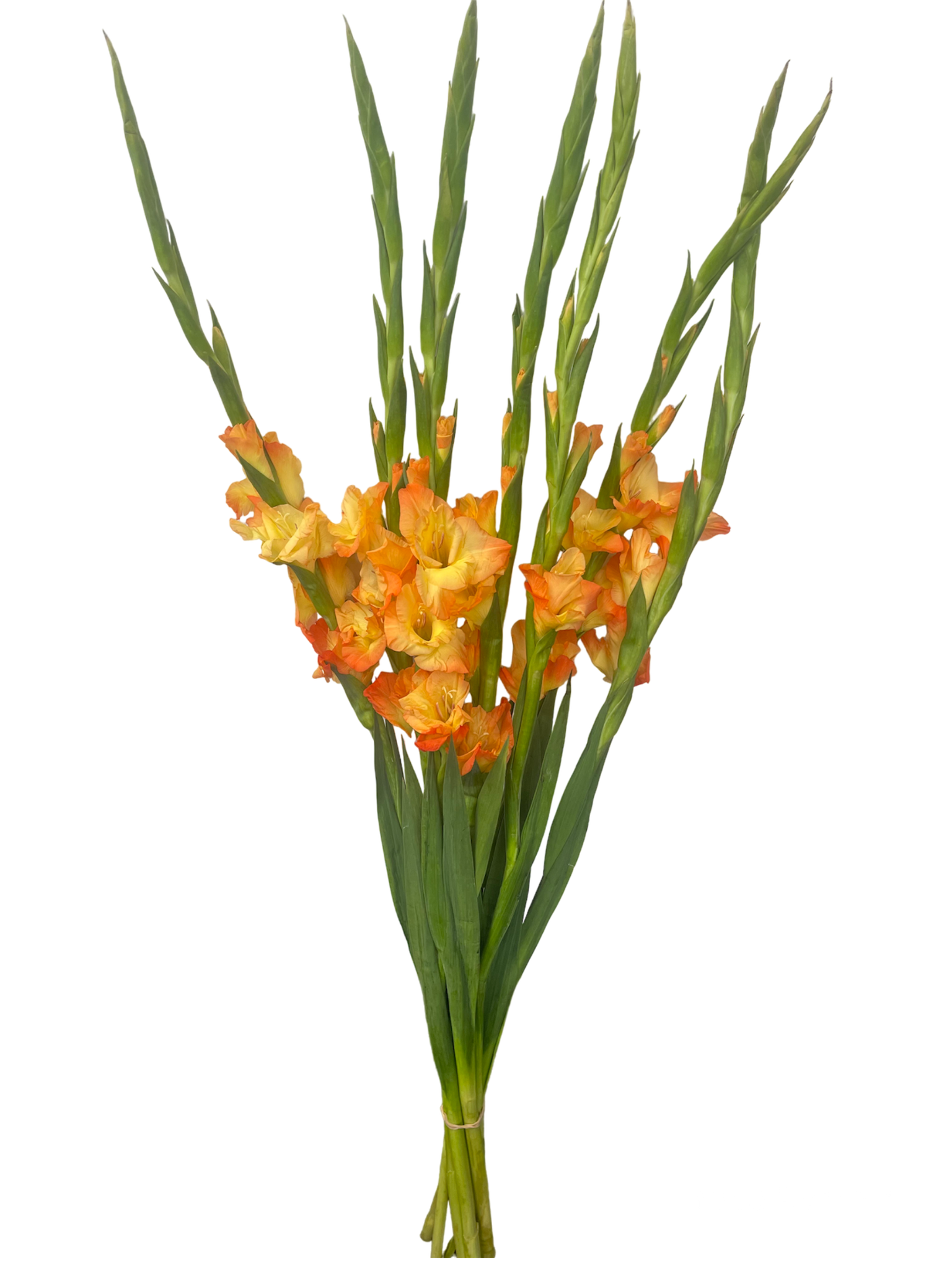 Gladiolus Novelty Bicolor