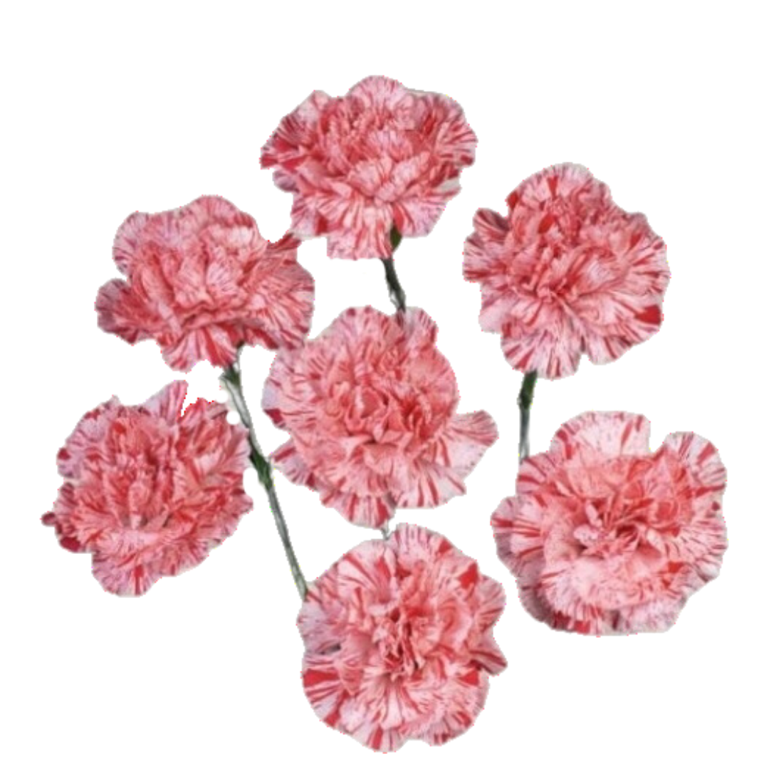 Jambo- SPray Carnation.png