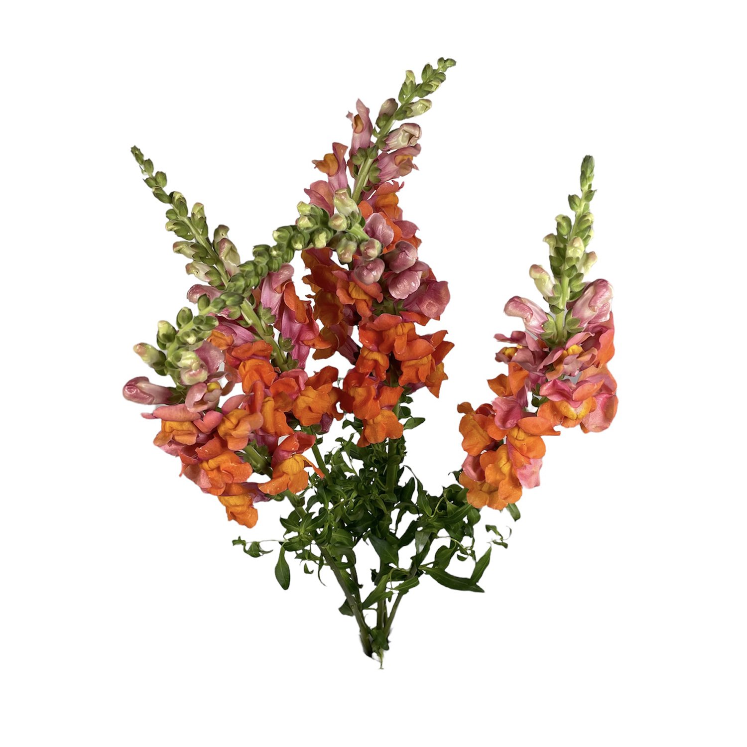 SNAPDRAGON ORANGE.jpg