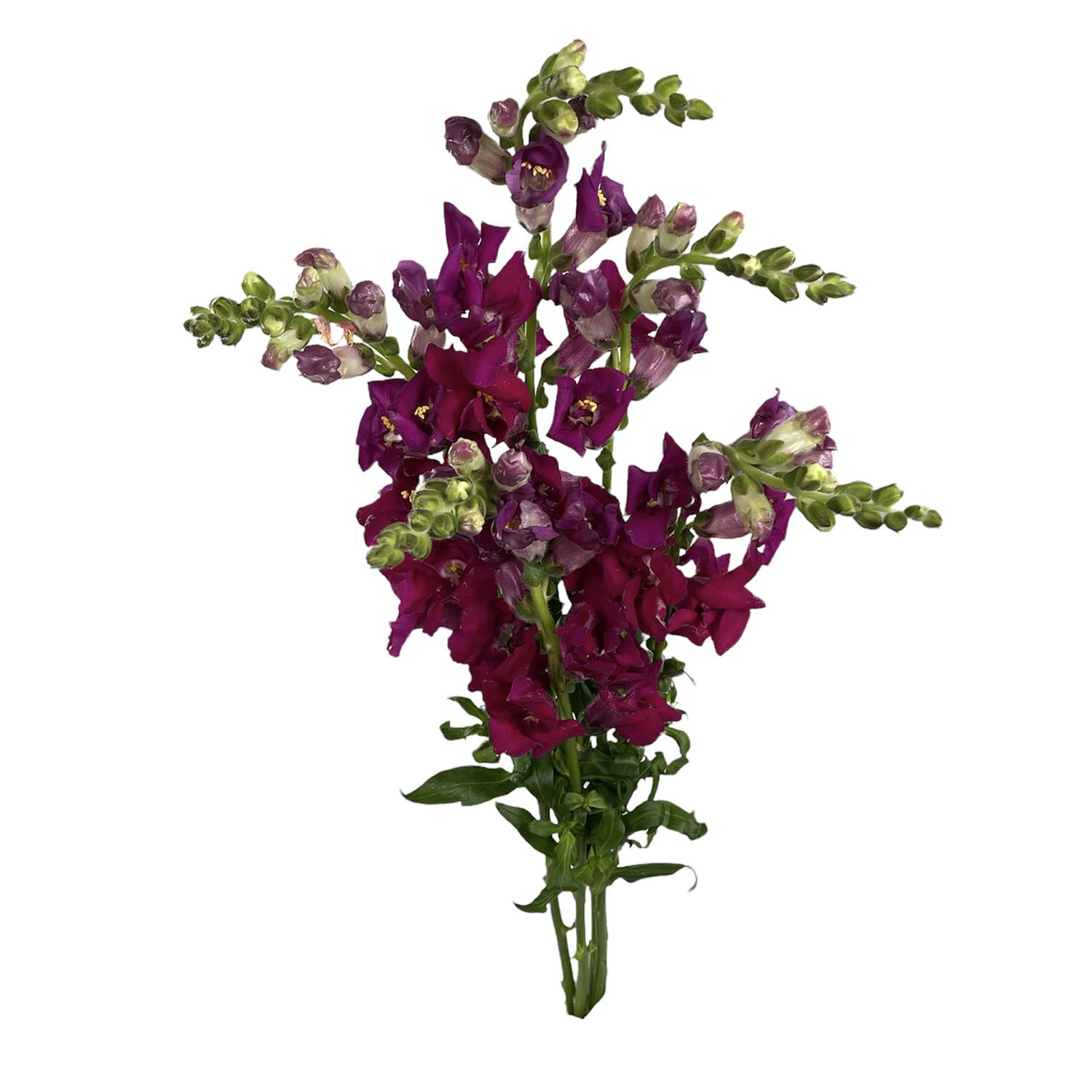 SNAPDRAGON CHANTILLY PURPLE.jpg