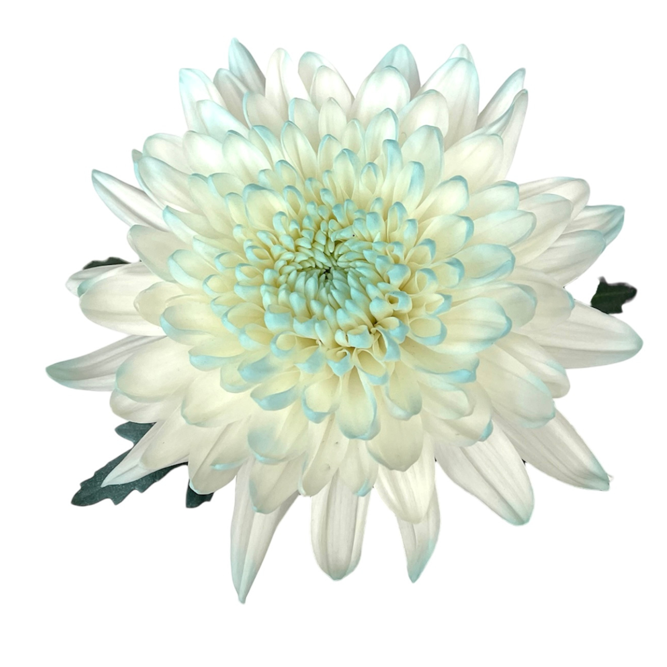 CREMON ENHANCED LIGHT TURQUOISE.png
