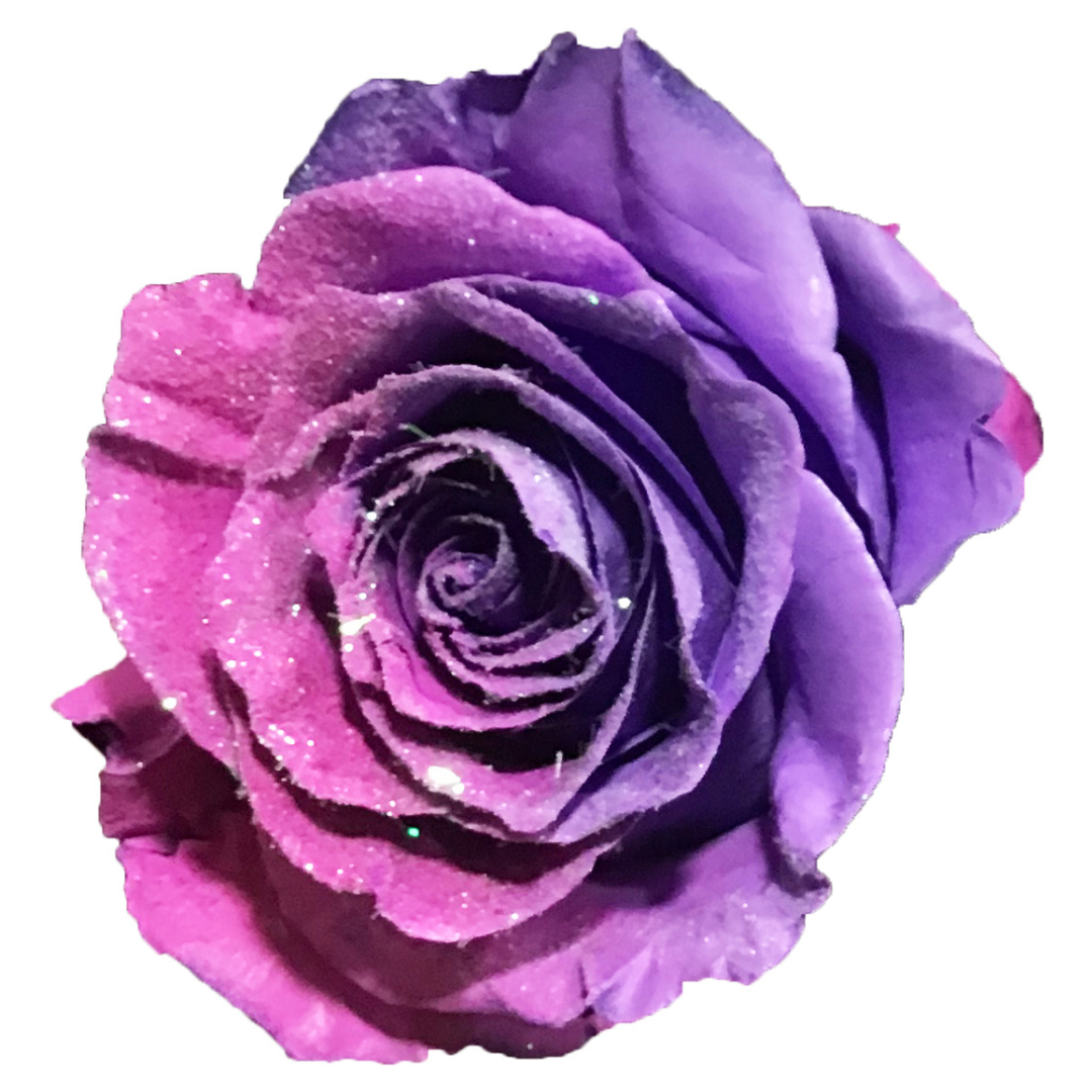 PURPLE_PINK.png