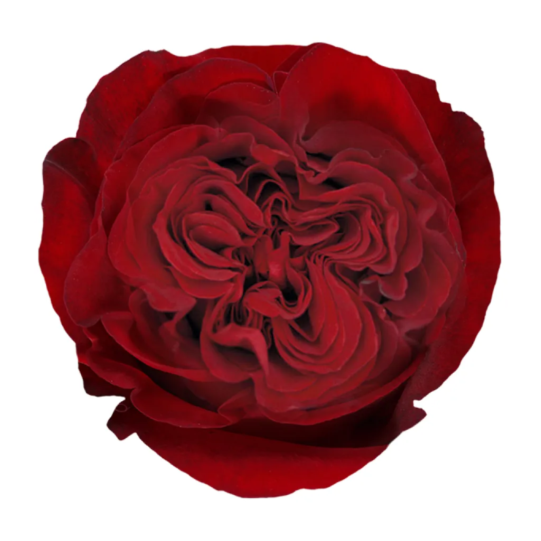 HEARTS.png