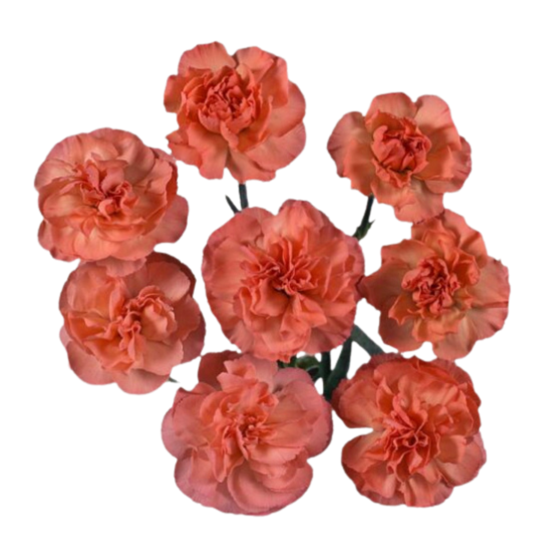 Ucheva- Spray Carnation.png
