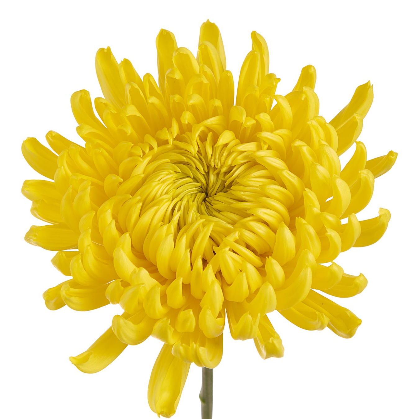 MAGNUM YELLOW.png
