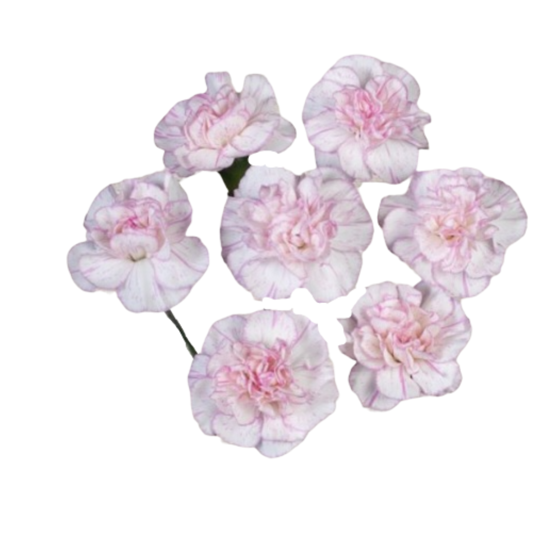 Daifuku- SPray Carnation.png