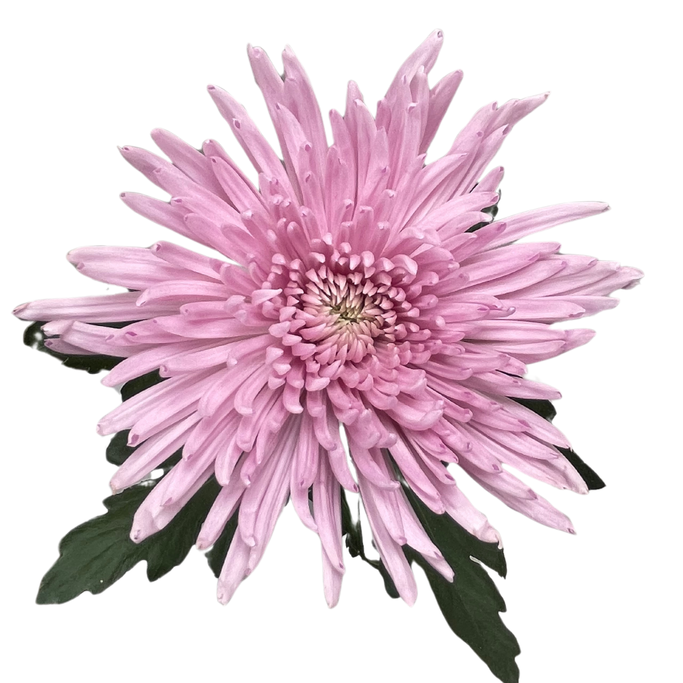 ANASTASIA PINK.png