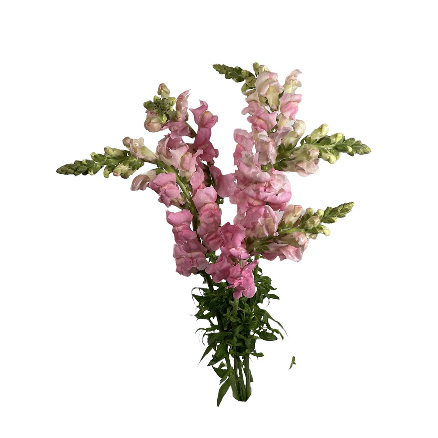 SNAPDRAGON PINK.jpg