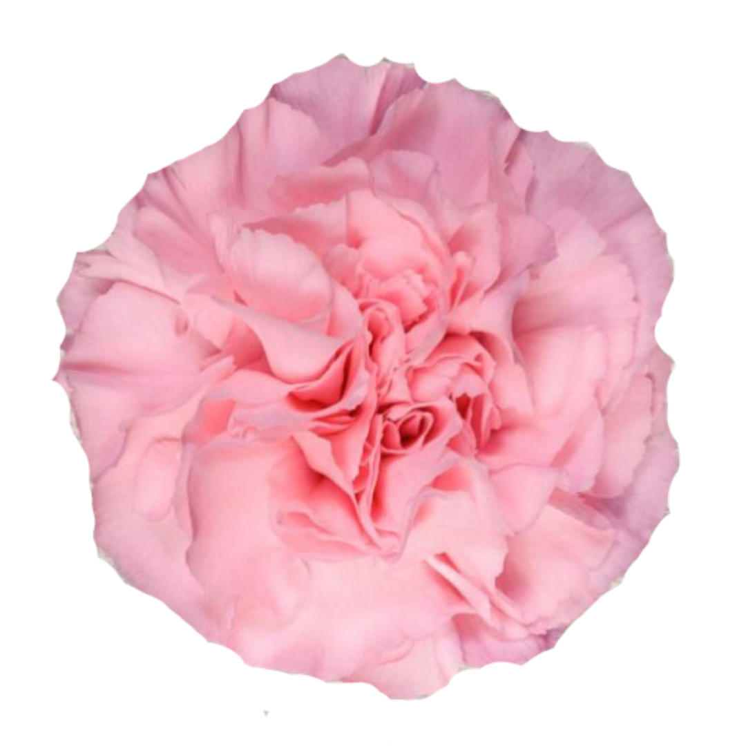 Bellissima.png