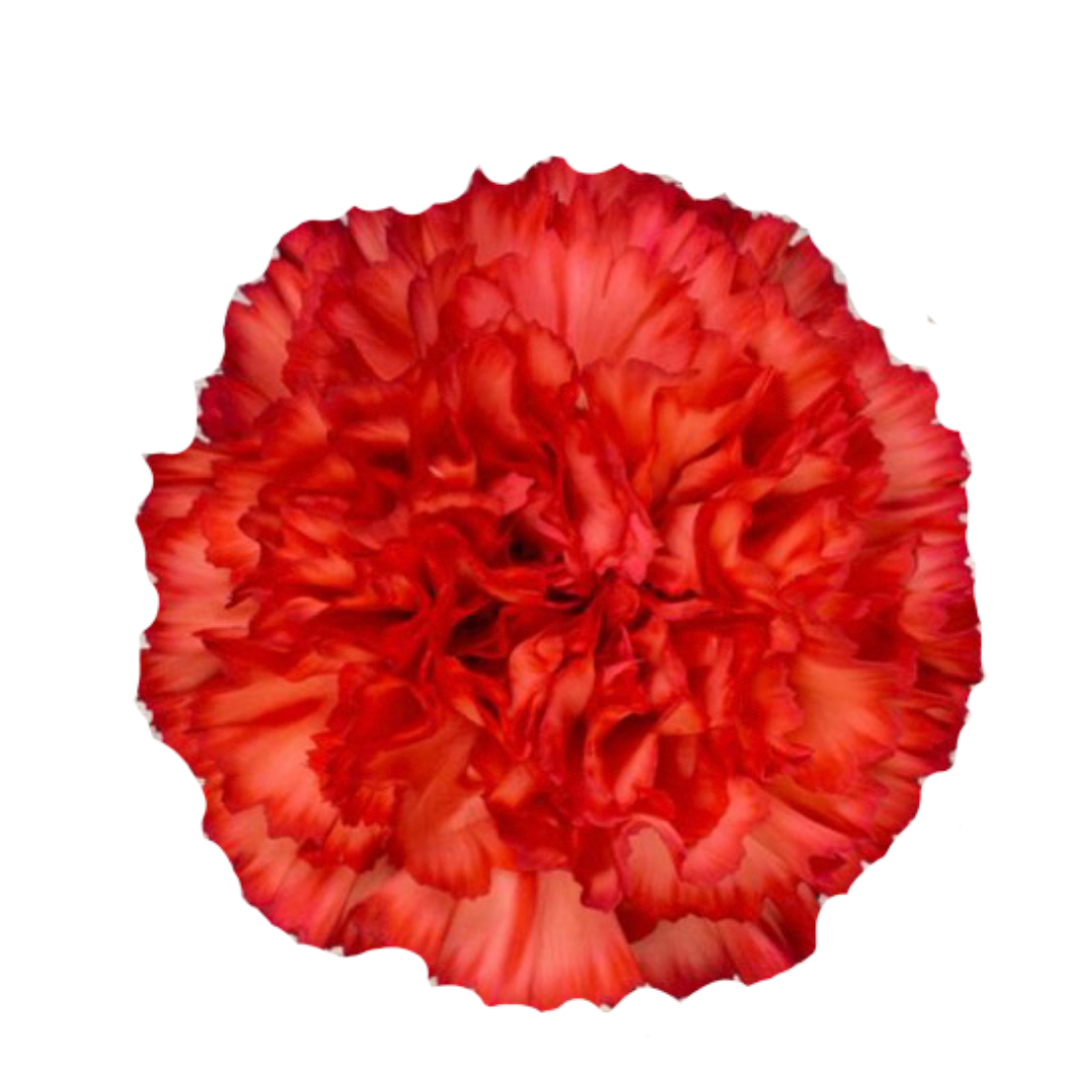 Bengala.png