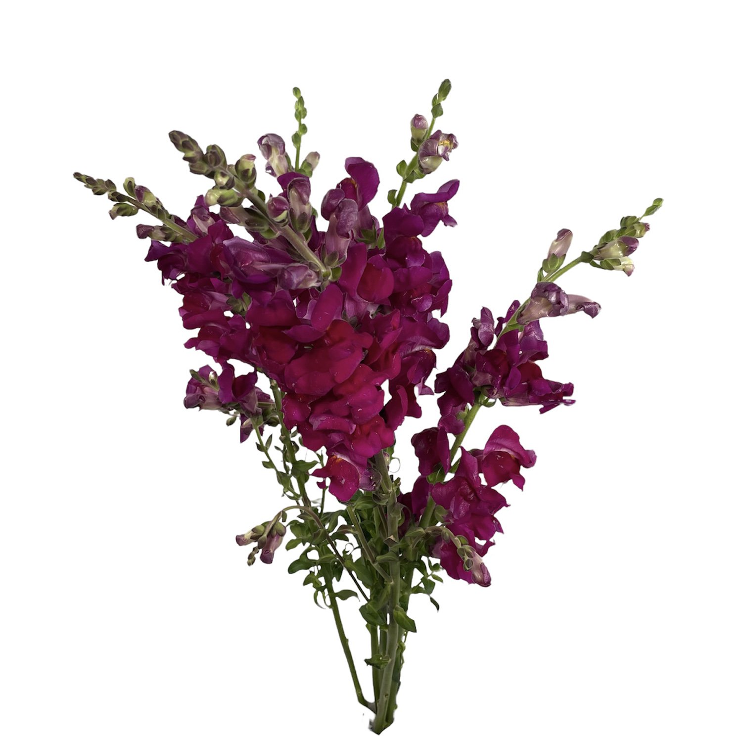 SNAPDRAGON PURPLE.jpg