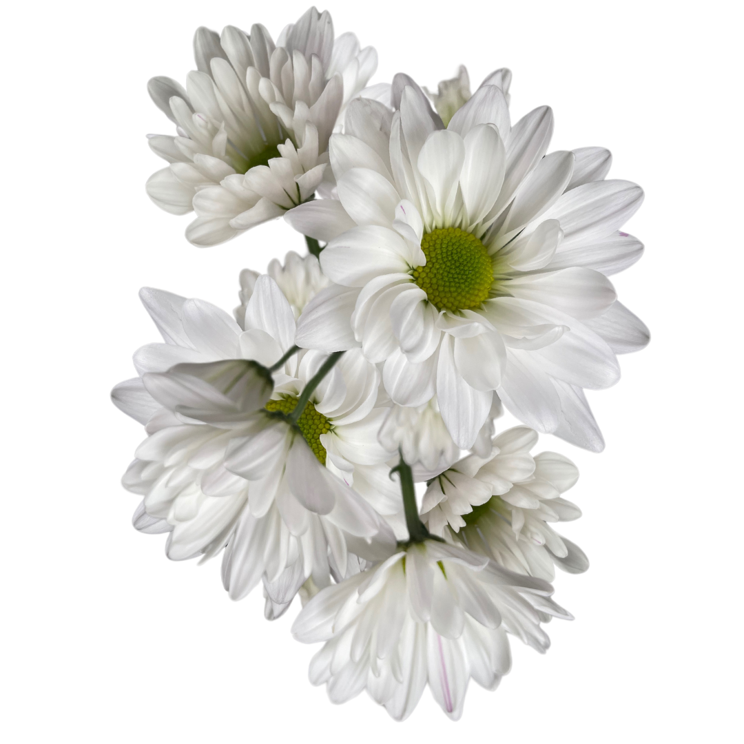 WHITE DAISY.png