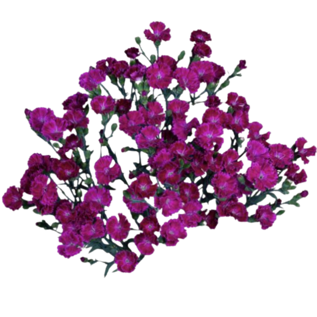 Lilliput Forever - Spray Carnation.png