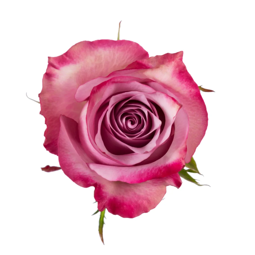 DEEP PURPLE.png