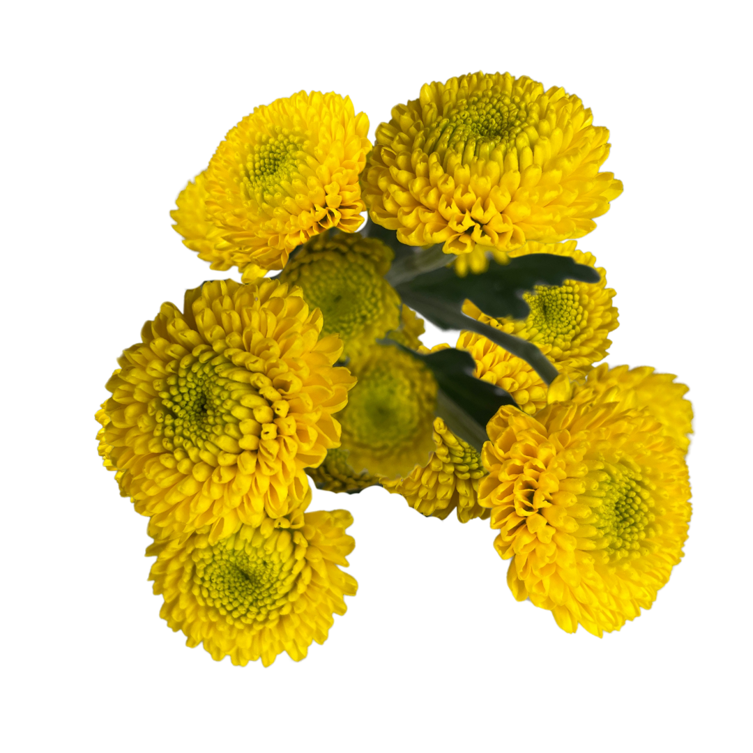 YELLOW BUTTON POM.png