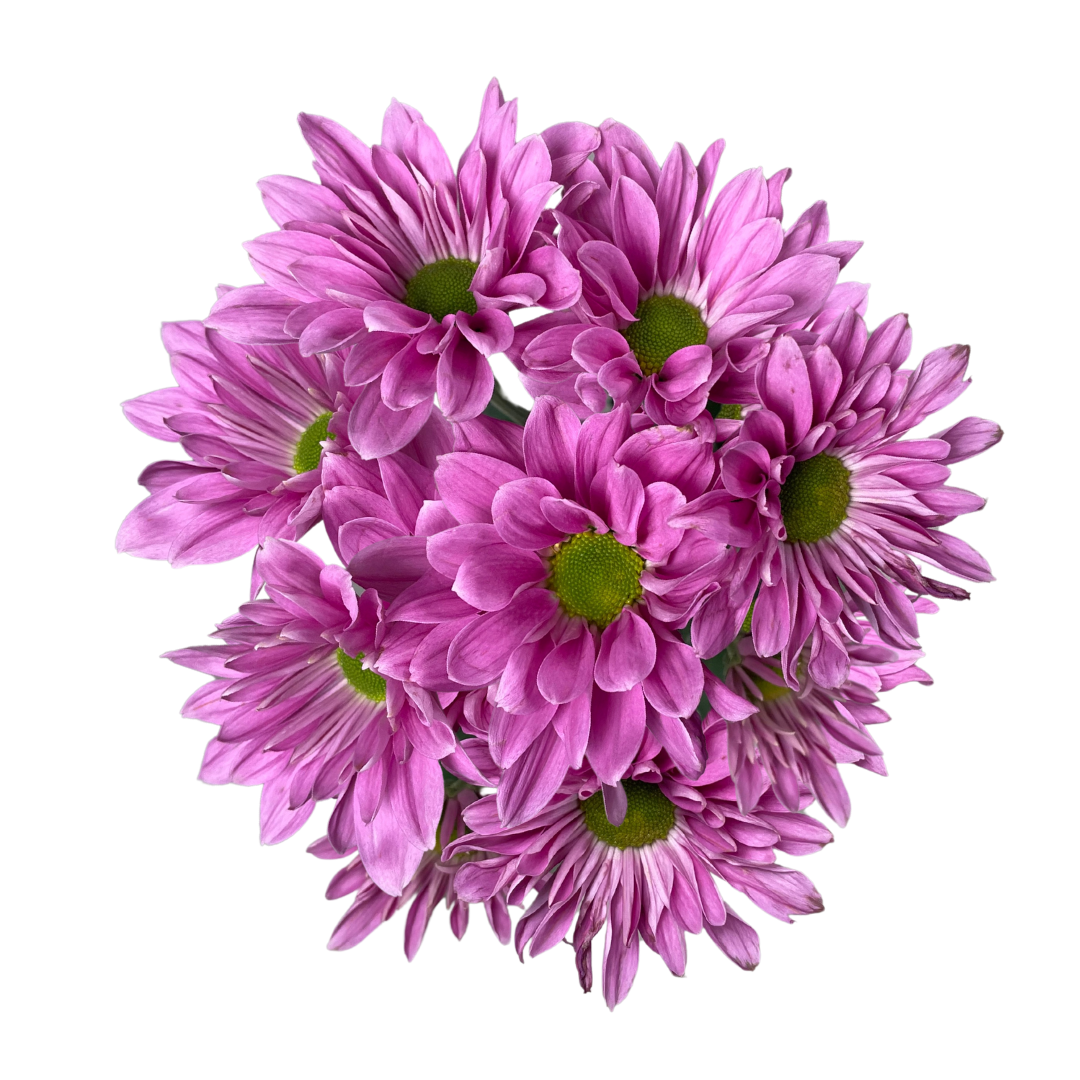 LAVENDER DAISY.png