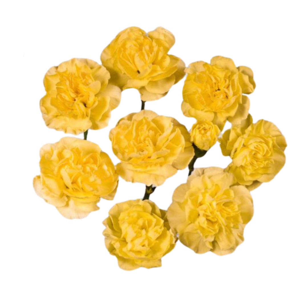 Lumiere- Spray Carnation.png