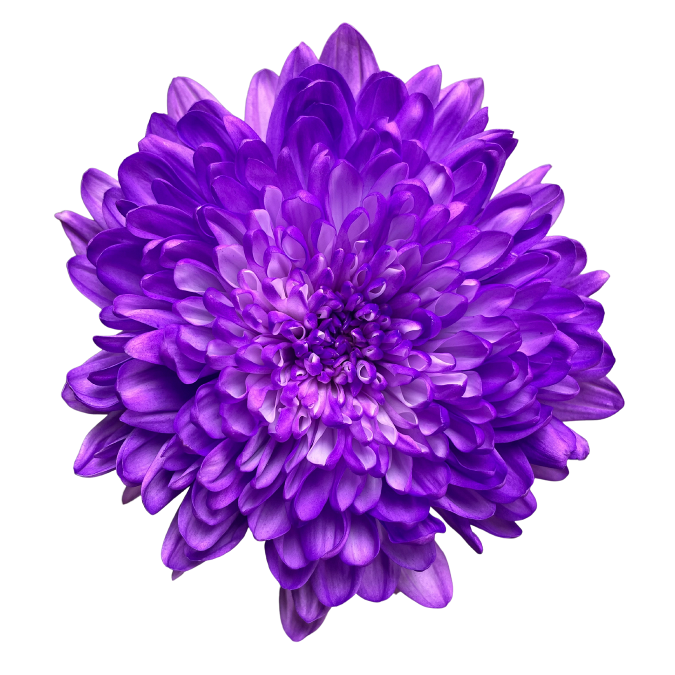 CREMON ENHANCED PURPLE.png