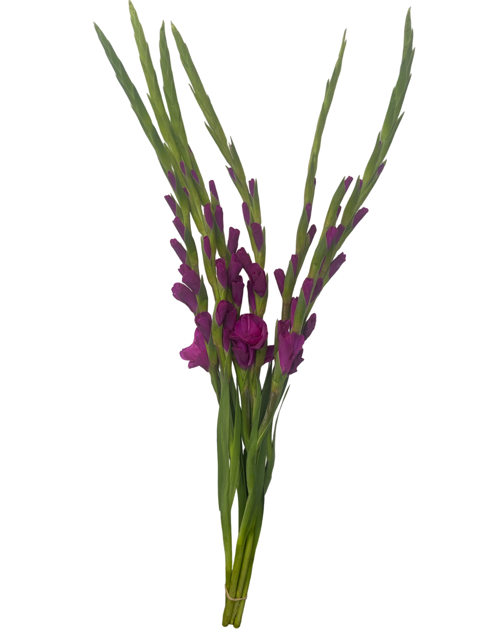 Gladiolus Purple