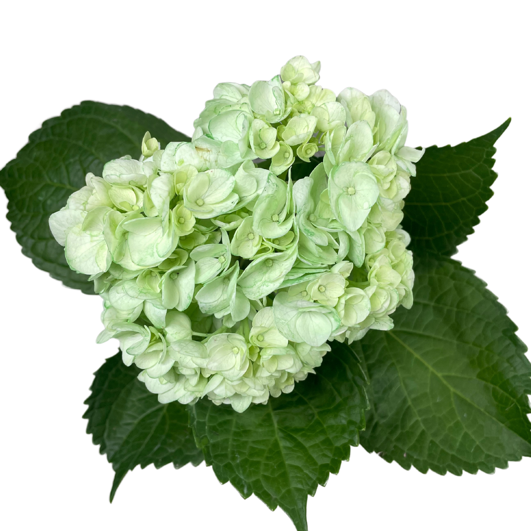 ENHANCED MINT.png