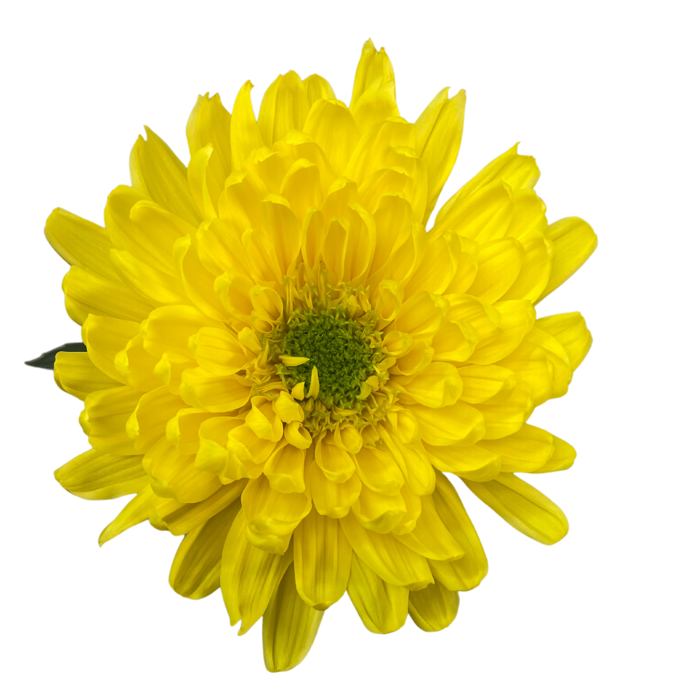 ZEMBLA SUNNY.png