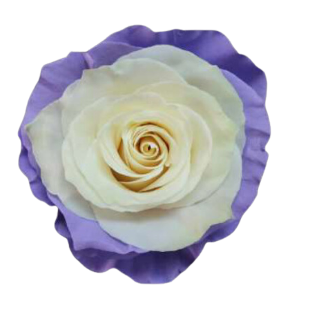 lavender edge.png
