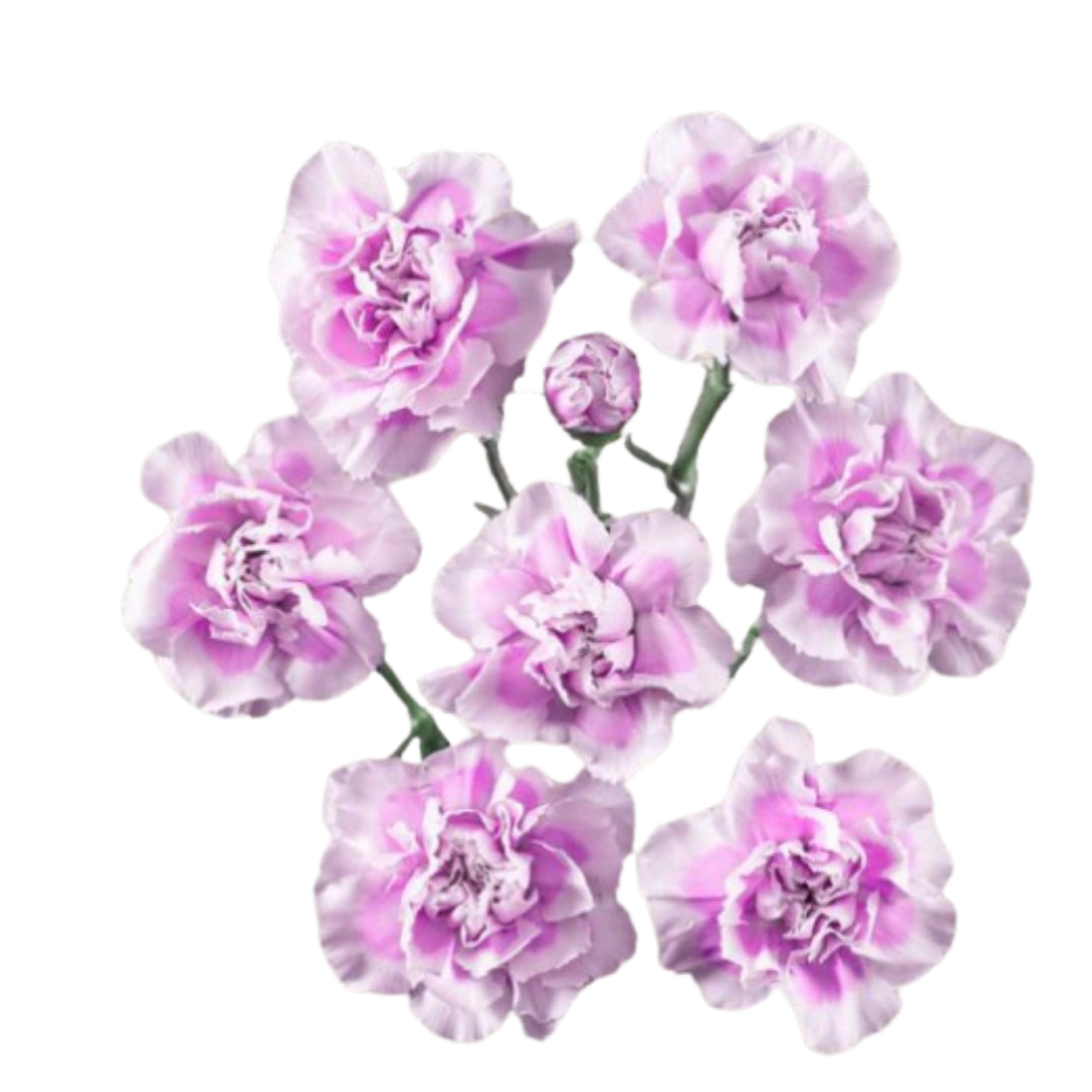 Mirafiori- Spray Carnation.png