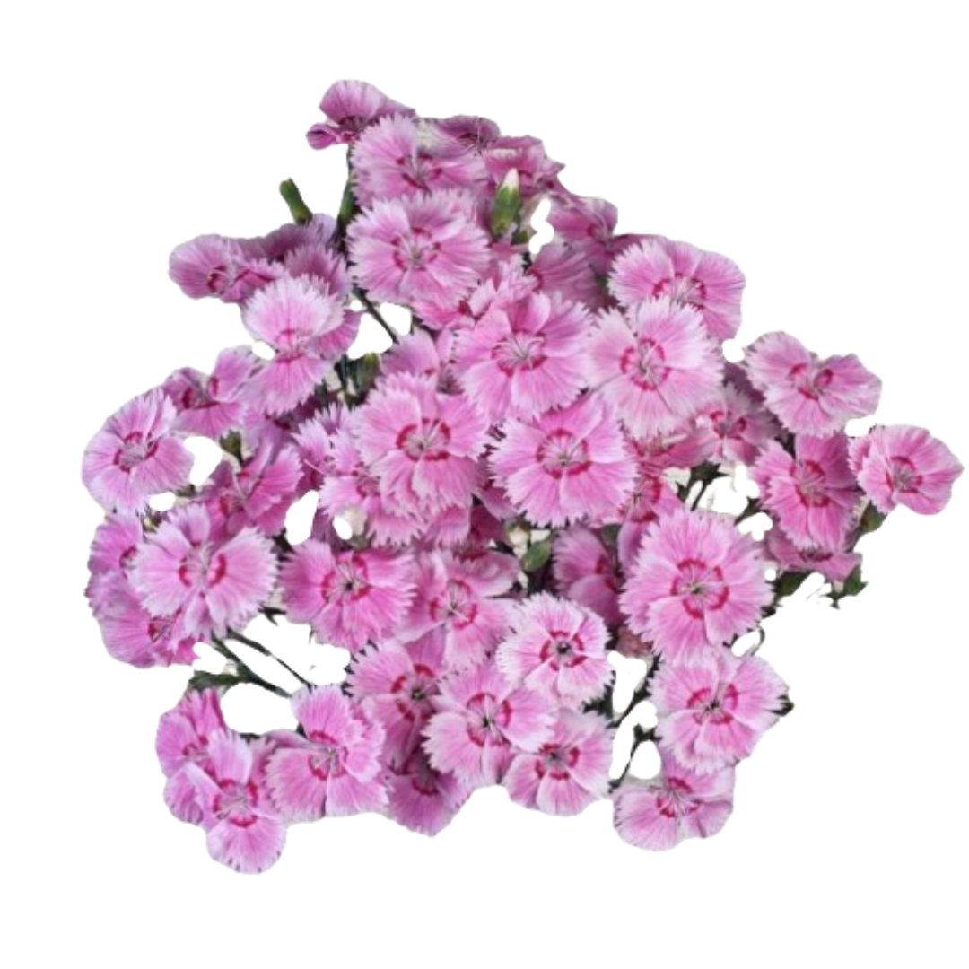 Fiorino Iris- Spray Carnation.png