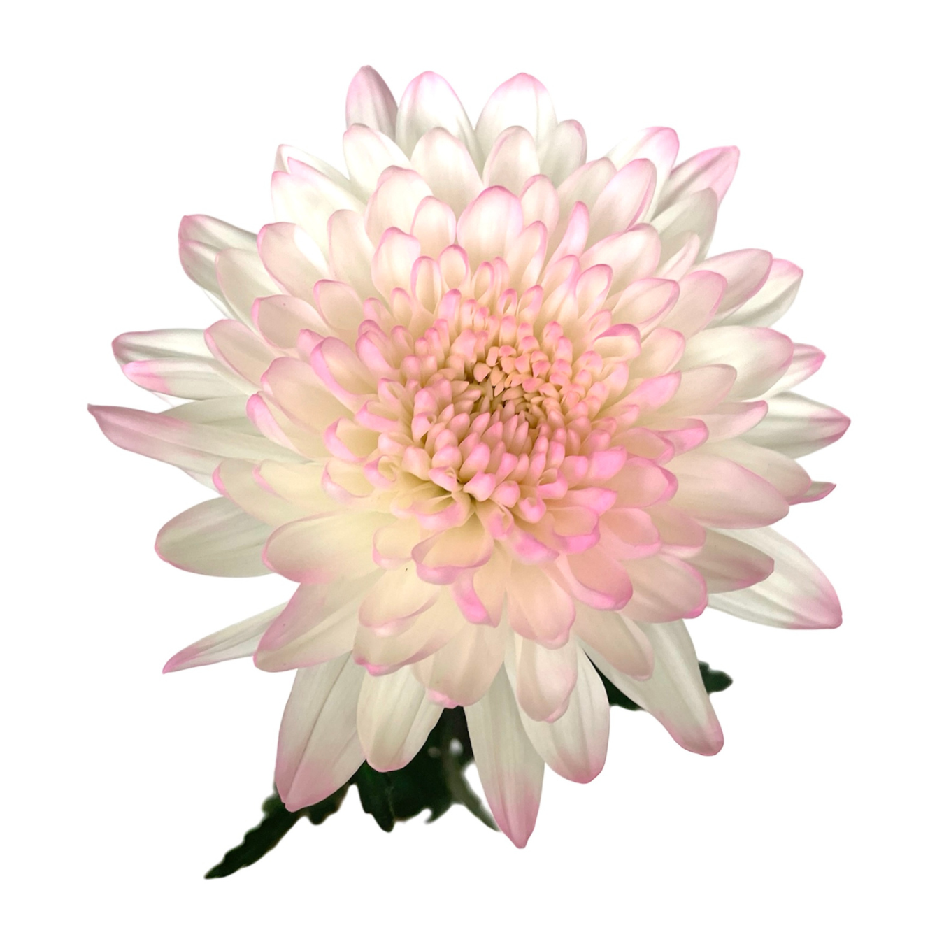 CREMON ENHANCED LIGHT PINK.png