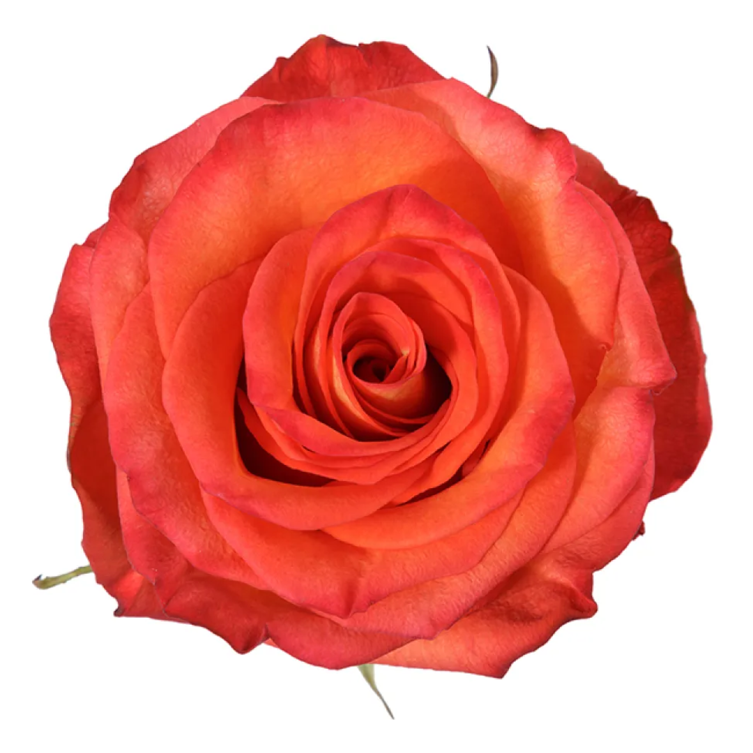 HIGH & ORANGE.png